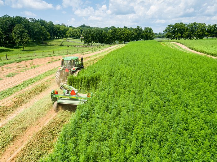 K State Researchers Prepare For First Year Of Industrial Hemp Test Crops 2062